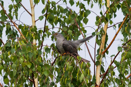 Common cuckoo (Cuculus canorus) sitting on the branch of a birch. Wild bird in a natural habitat