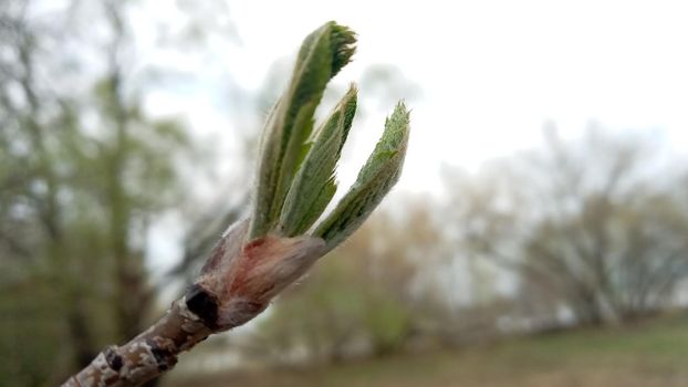 A willow leaf is blooming. There are young green leaves on a thin branch. Nature comes to life in spring. Willow tree.