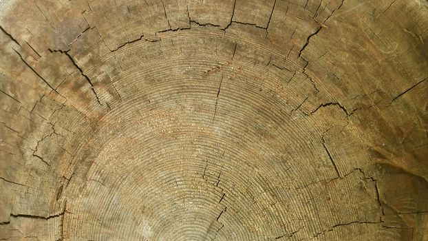 Close-up dried out and cracked tree trunk Abstract texture of a cracked tree, texture heartwood background. Wood texture for background.