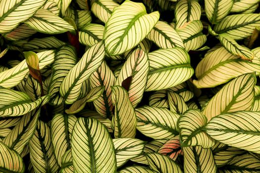 Colorful Calathea Majestica plants in the garden under the sun