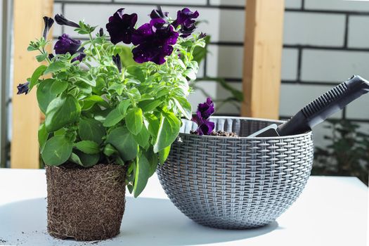 A petunia flower and a beautiful planter with earth and a shovel. Growing flowers at home, on the balcony.