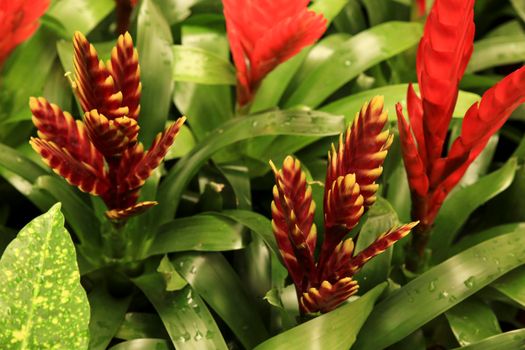 Beautiful and colorful Vriesea Splendens plants in the garden
