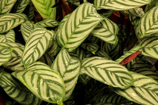 Beautiful Ctenanthe Setosa plant in the garden