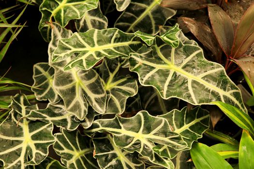 Colorful Alocasia Sanderiana plants in the garden