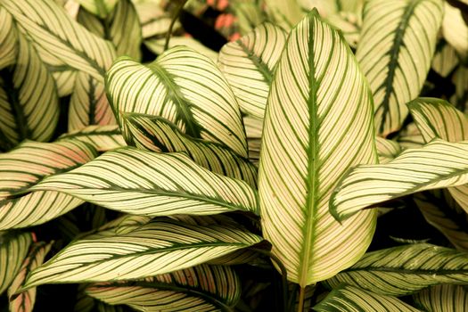 Colorful Calathea Majestica plants in the garden under the sun