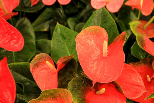 Colorful Anthurium Scherzerianum plants in the garden