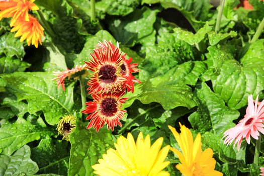 Colorful Gerbera Jamesonii Bolus plants in the garden