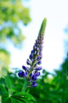 Closeup of very nice freshness blue lupine flower against green grass background