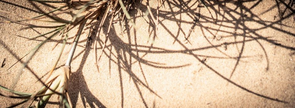 Dry wild needle grass plant herb wallpaper. Savannah soil. Yellow beige pale green matte sepia style. Drought sun day time. Abstract background real photo nature. Banner, more tone red light in stock.