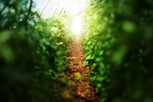 Cropped shot of bushes and foliage outdoors in nature.