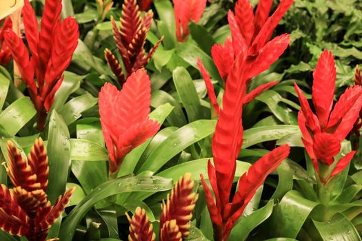 Beautiful and colorful Vriesea Splendens plants in the garden