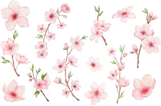 Set of Branch of Cherry blossom. Watercolor painting sakura isolated on white. Japanese flower illustration.