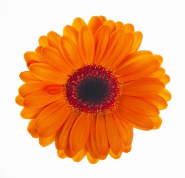 Single orange gerbera flower isolated on white background