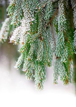 Close up of fir tree branch covered with snow in winter forest