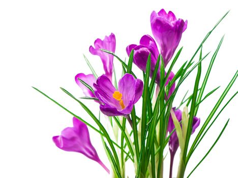 Crocus flower in the spring isolated