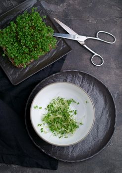 Fresh microgreens on a black background. Growing sprouts for a healthy salad. Eat Right, Stay Young and Modern Restaurant Cuisine Concept