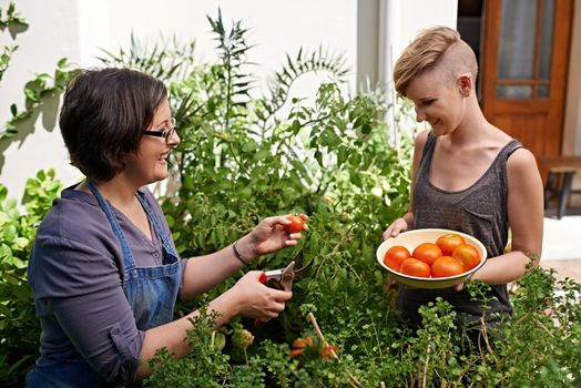 Two women picking home-grown tomatoes in their garden.