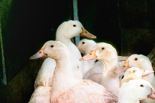 Flock of white domestic geese. Ranch duck Feeding High quality photo