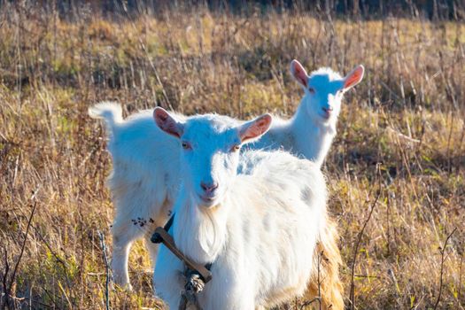 Goat eating withered grass, Livestock on a autmn pasture. A pair of white goats. Cattle on a village farm. High quality photo