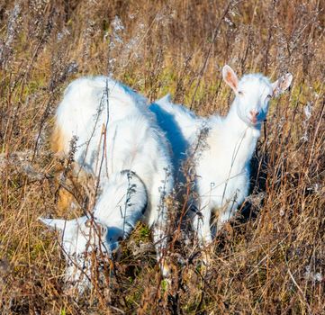 Goat eating withered grass, Livestock on a autmn pasture. White goat. Cattle on a village farm. High quality photo