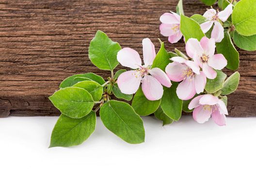 twig blossoming apple, quince on a wooden board