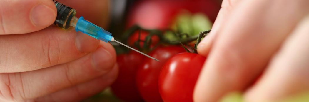 A man makes an injection into a red tomato, close-up. Acceleration of ripening of vegetables, GMO research