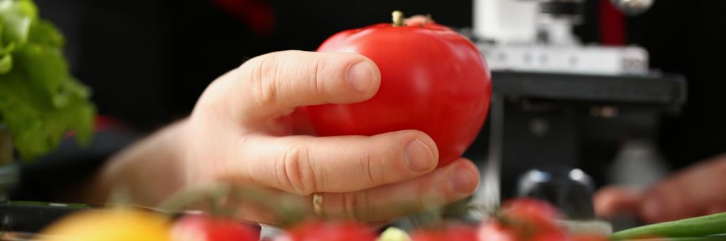 Hand holds a red tomato, magnifying device on the table, close-up. Search for pests and diseases of vegetables under a microscope