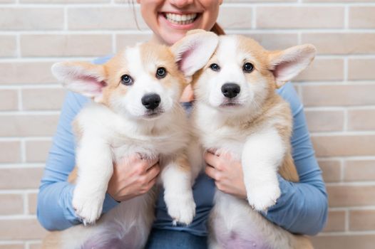 Caucasian woman holding two cute pembroke corgi puppies