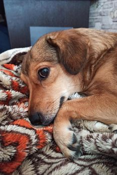 Cute ginger dog sleeping on a blanket close up