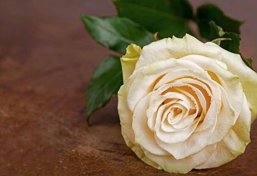 Rose covered with dew drops on brown background