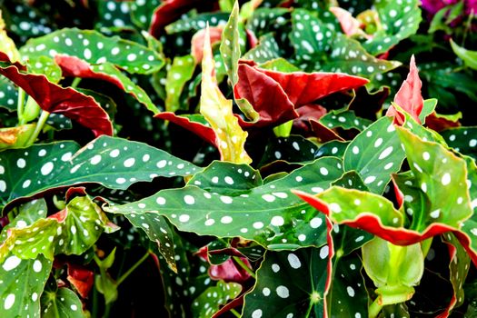 Beautiful and colorful Begonia Maculata plants in the garden