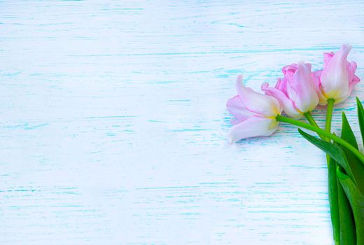 three pink tulips on a light background with a blue tint. Place for your text. Spring concept and gift to girls. High quality photo