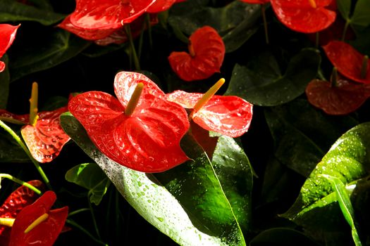 Colorful Anthurium Scherzerianum plants in the garden