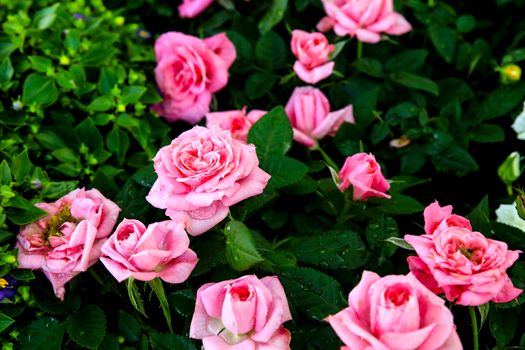 Beautiful and colorful Rosa Chinensis flowers in the garden under the sun