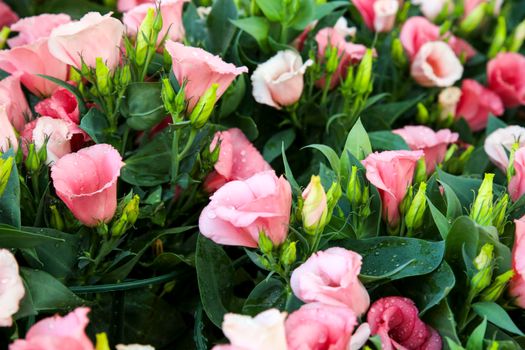 Colorful Eustoma Grandiflorum flowers in the garden