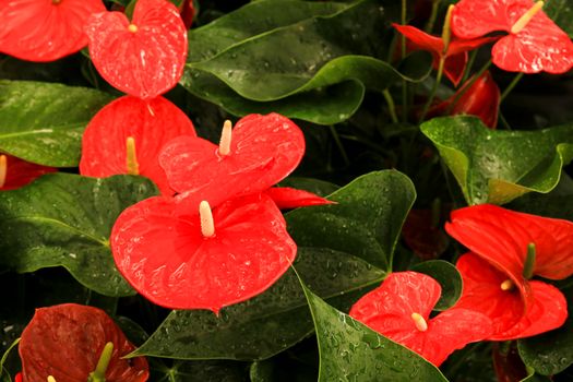 Colorful Anthurium Scherzerianum plants in the garden