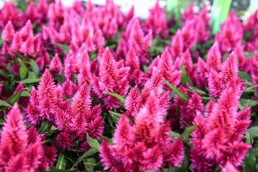 Colorful and beautiful Celosia Argentea plants in the garden