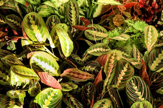 Beautiful and colorful Maranta Leuconeura plants in the garden