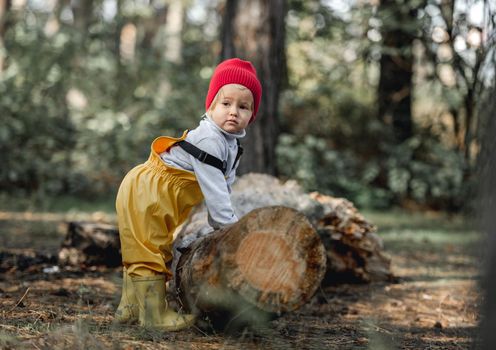 Little girl child touching old log in the autumn forest and looking at camera. Cute female kid at nature outdoors