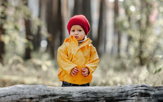 Little girl child walking in the forest at autumn and standing close to log. Female kid portrait at nature