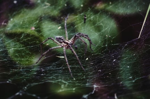 Large creepy spider crawling on a silk web