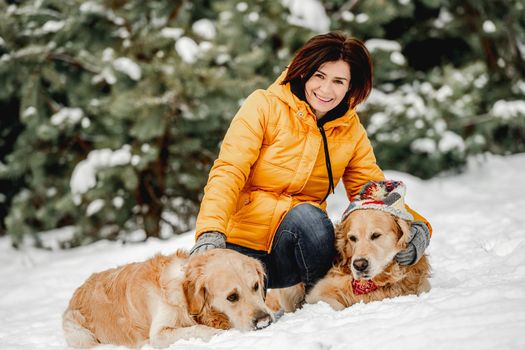 Golden retriever dogs in winter time with girl owner posing in snow. Young woman looking at camera with doggy pets in forest in cold weather