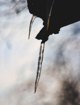 Frozen icicles hanging from a tree in the forest