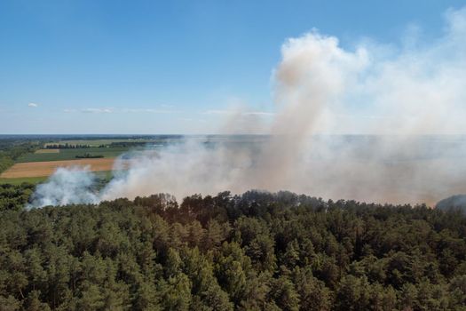 Huge amount of smoke over the pine forest in the countryside