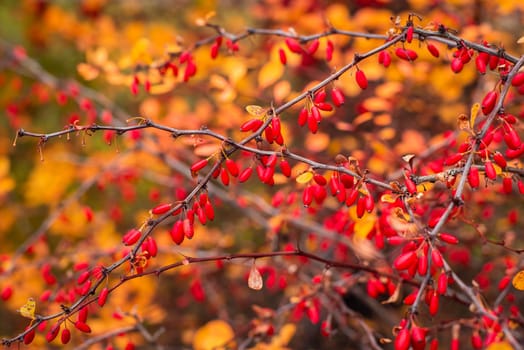 Bright red barberry fruits