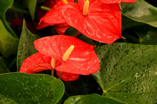 Colorful Anthurium Scherzerianum plants in the garden