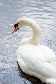 Portrait of an elegant swan