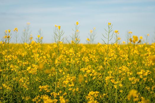 Bright blooming rapeseed flower in the countryside