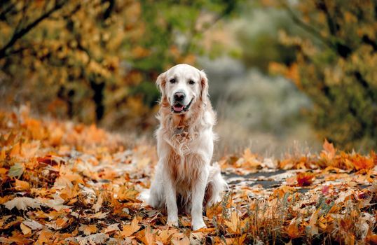 Golden retriever dog sitting on yellow leaves in autumn park. Cute purebred doggy pet outdoors