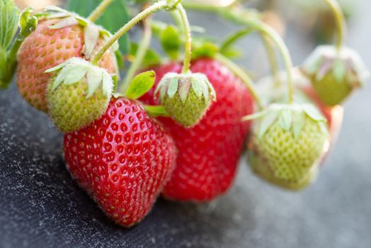 Strawberry close-up